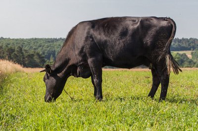 世界高端牛种、牛肉、牛排都有哪些分类？